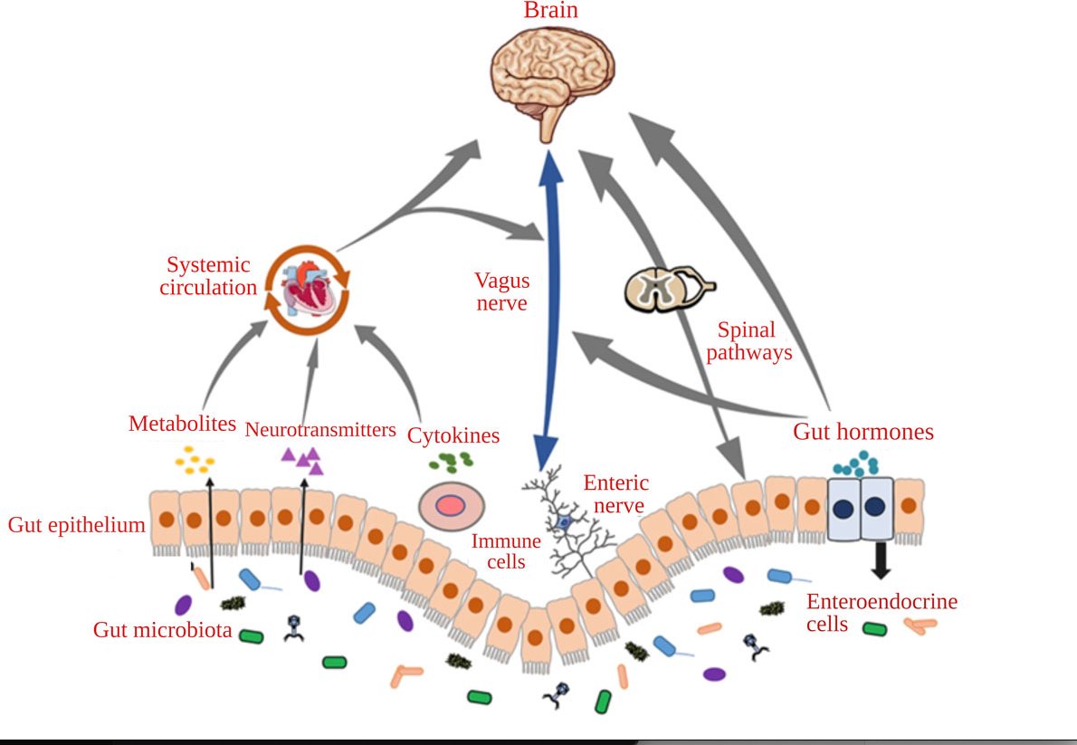 Image of a diagram representing the gut/brain axis